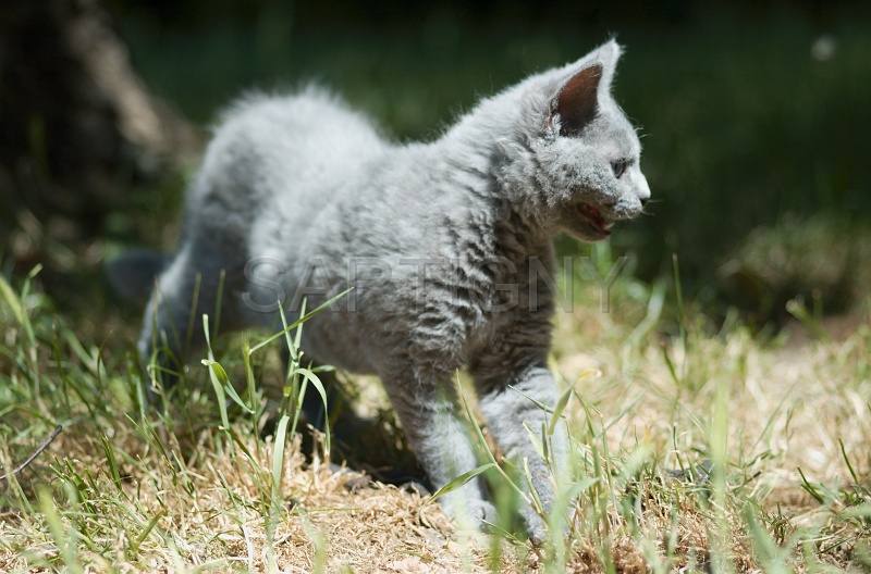 BRITISH SHORTHAIR C025.jpg